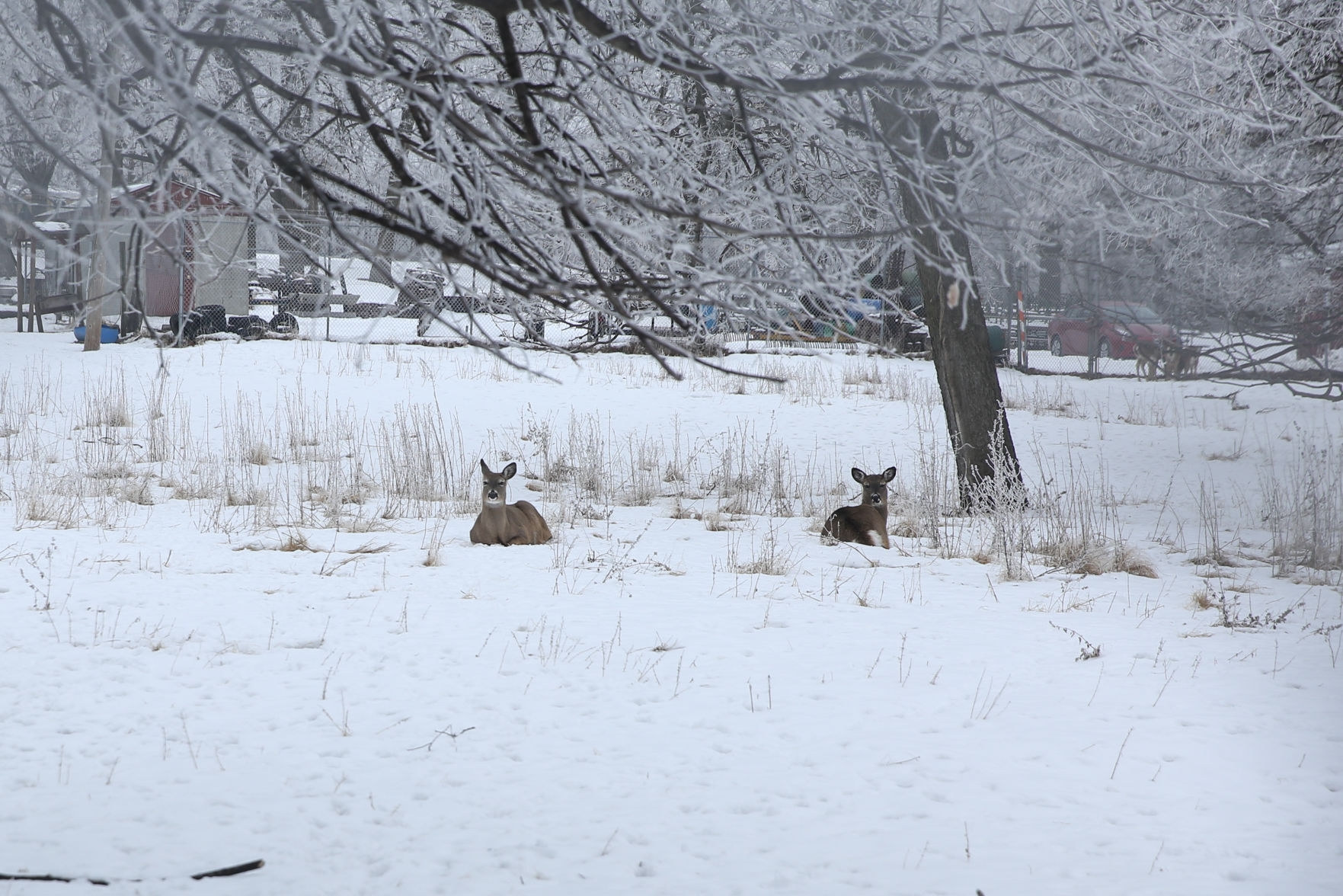 Frosty day - Feb. 2, 2020-5.jpg